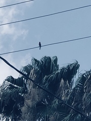 Haemorhous mexicanus