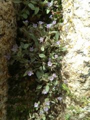 Phacelia austromontana