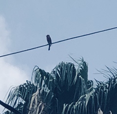 Haemorhous mexicanus