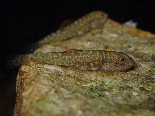 Myers' hillstream loach (Pseudogastromyzon myersi) — Balitoridae