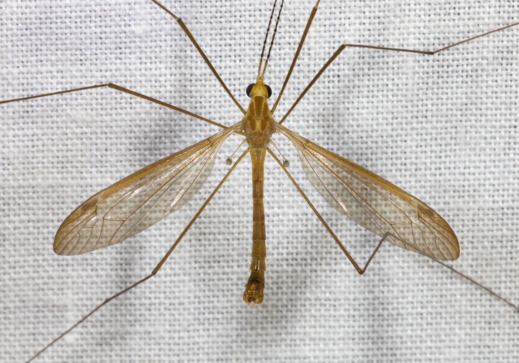 Tipulidae