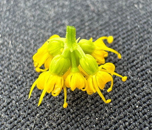 Image of Tauschia stricklandii by no rights reserved