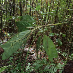Dypsis