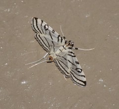 Conchylodes concinnalis