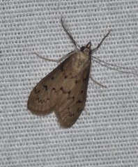 Blepharomastix haedulalis