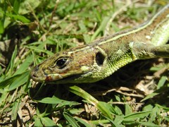 Lacerta trilineata