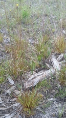 Xyris elliottii