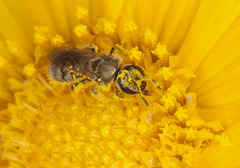 Lasioglossum pilosum