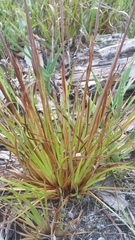 Xyris elliottii