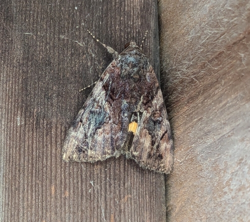 Little Wife Underwing photo 5
