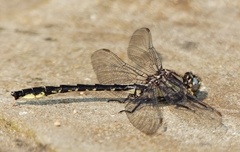 Phanogomphus borealis