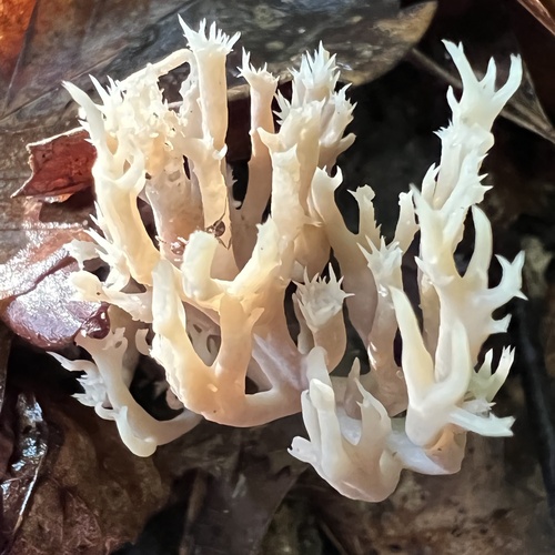 White Coral Fungus