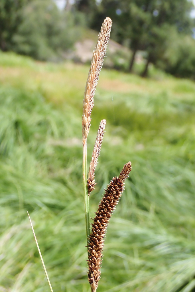 Schott's sedge