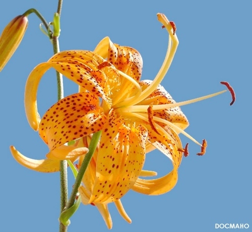 Lilium leichtlinii