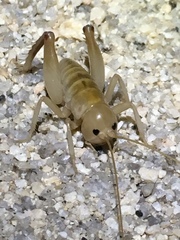 Ceuthophilus fossor