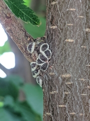 Eriococcus spurius