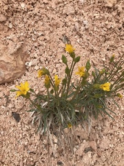 Stenotus armerioides