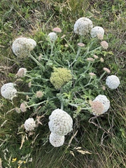 Daucus carota gummifer