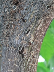 Eriococcus spurius