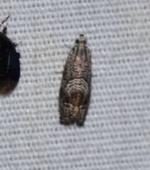 Ofatulena duodecemstriata