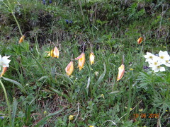 Tulipa sylvestris australis