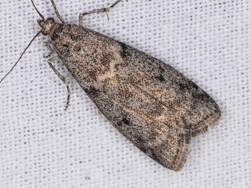 iNaturalist observation photo of Phycitini