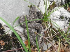 Vipera ammodytes