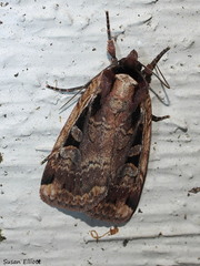 Eueretagrotis sigmoides