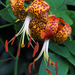 Carolina Lily - Photo (c) BlueRidgeKitties, some rights reserved (CC BY-NC-SA)