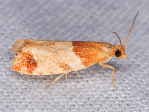 iNaturalist observation photo of Epinotia castaneana