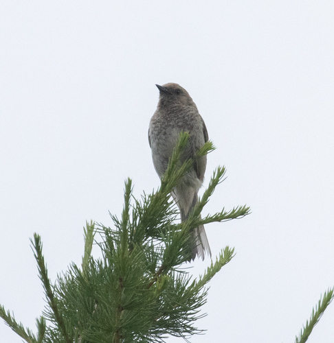 Kozlov's Accentor (Prunella koslowi), photo 5