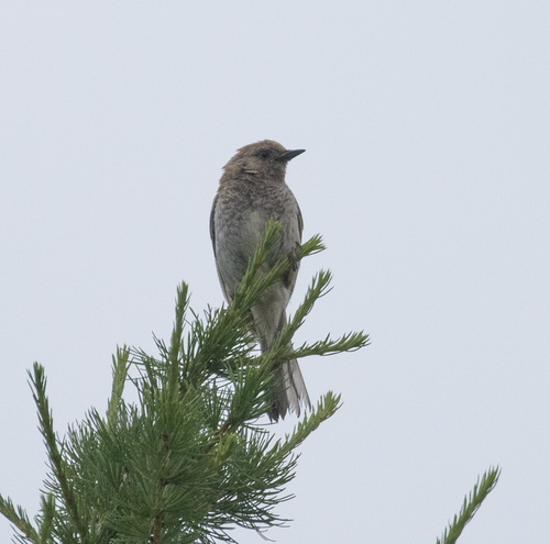 Kozlov's Accentor (Prunella koslowi), photo 5