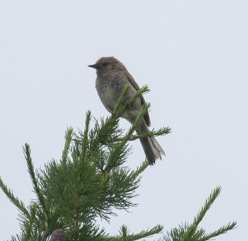 Kozlov's Accentor (Prunella koslowi), photo 8