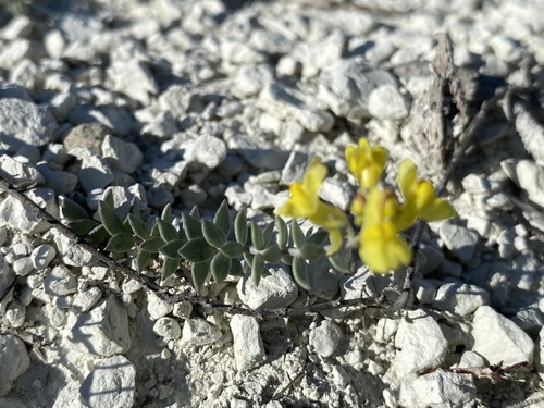 Image of chalk toadflax by (c) Елена Патерикина, some rights reserved (CC BY)