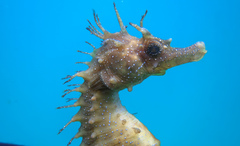 Hippocampus guttulatus