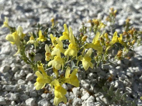 Image of chalk toadflax by (c) Елена Патерикина, some rights reserved (CC BY)