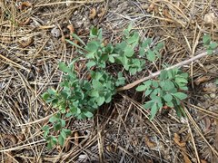 Symphoricarpos rotundifolius parishii