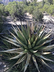 Agave deserti