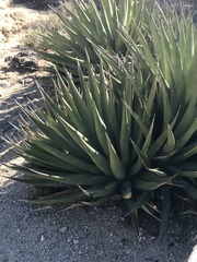 Agave deserti