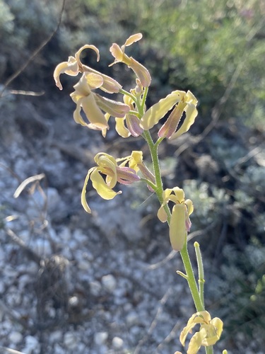 Image of Matthiola fragrans by (c) Елена Патерикина, some rights reserved (CC BY)
