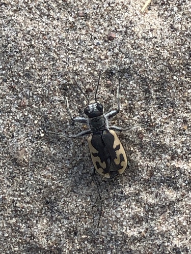 photo of Big Sand Tiger Beetle (Cicindela formosa)