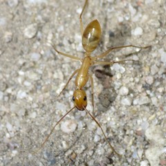 Camponotus festinatus