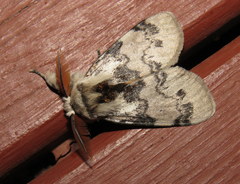 Iropoca rotundata