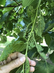 Xanthogaleruca luteola