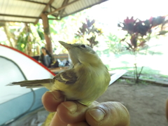Vireo cassinii