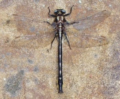 Phanogomphus borealis