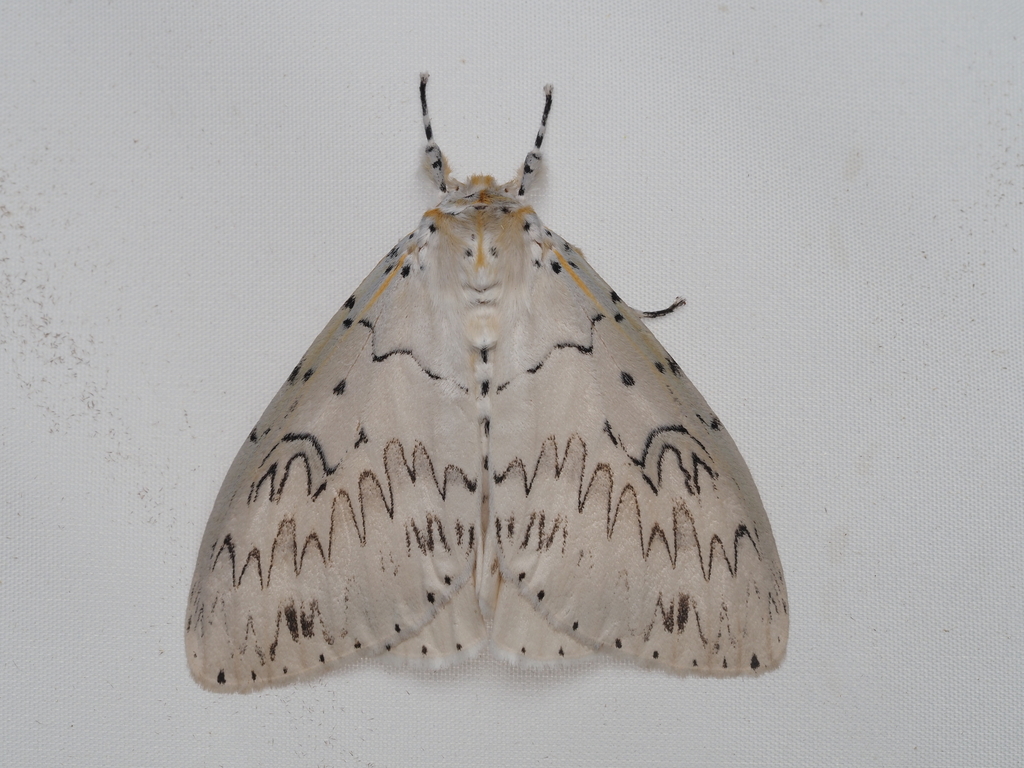 Psilochira lineata