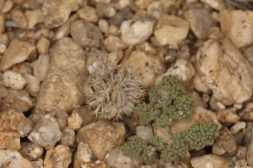 Image of Oreonana clementis by (c) Steve Matson, some rights reserved (CC BY)