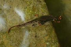 Salamandrina perspicillata