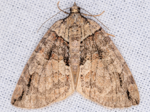 iNaturalist observation photo of Hydriomena